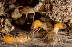 San Diego Termite Damage Repair